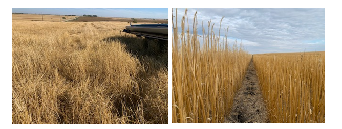  Barley on the left and wheat on the right. 